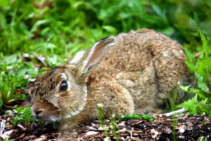 Okay, so a different kind of rabbit but how cute is the bunny?!!