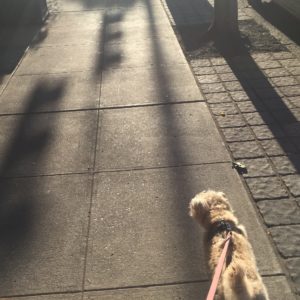Dog on leash walking on city sidewalk